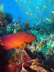 Corol cod -Great Barrier Reef c5060 by Joshua Miles 